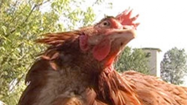 Крадци са задигнали 53 кокошки и над тон храна от ферма в Монтанско