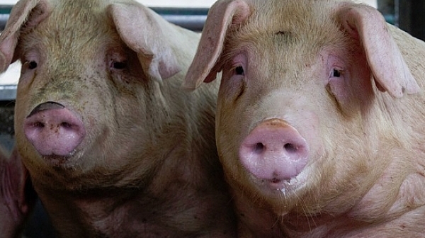 Ветеринари сигнализират, че до месец и половина чумата по свинете ще дойде у нас