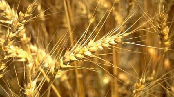 Пороите вдигат цената не пшеницата