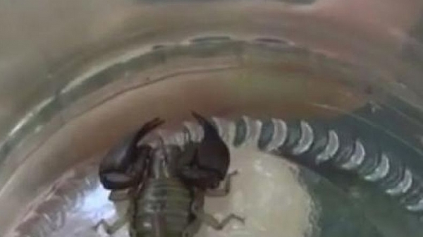 Скорпиони влизат в къщите в Пловдив