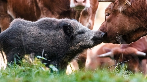 Африканската чума по свинете в Румъния се разраства