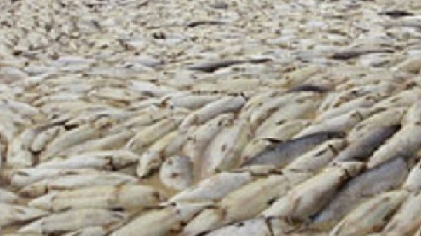 В Париж изплува 3,5 тона мъртва риба