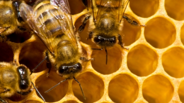 Хиляди пчели са отровени в Плевенско, готвят се протести