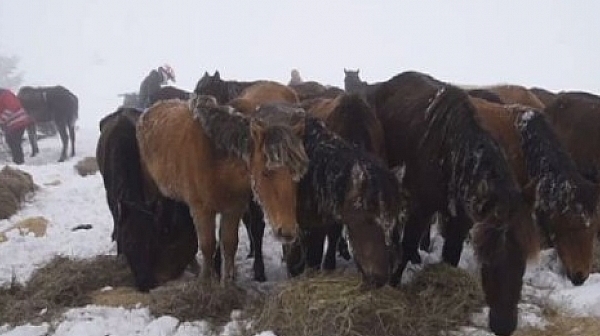 С дрон откриха още 33 зарязани коня в Осоговската планина