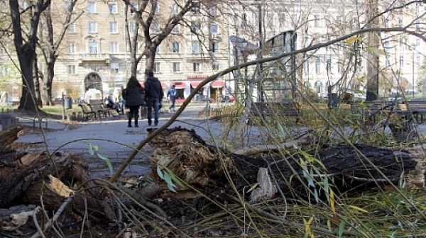 Бурен вятър вилня в Русенско, събори дървета и клони