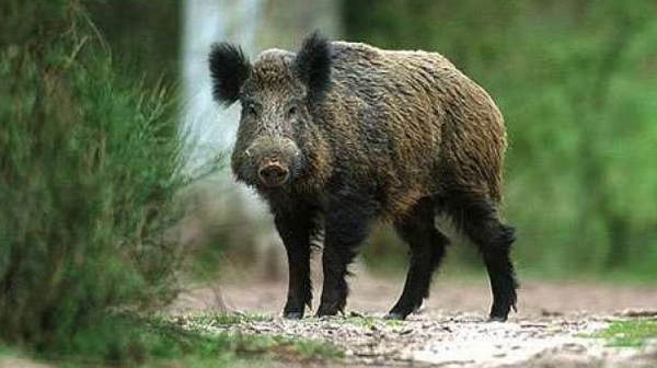 Дива свиня донесе отново Африканската чума в Силистренско