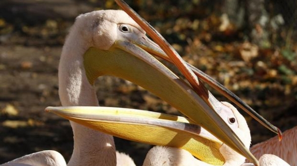 Пеликаните започнаха да се завръщат в парк ”Сребърна”