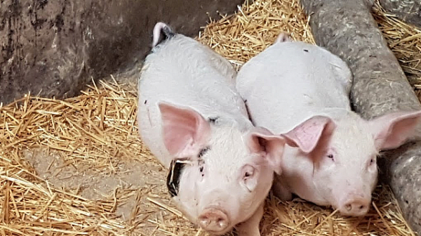 Започва умъртвяването на чумави домашни свине във Видин