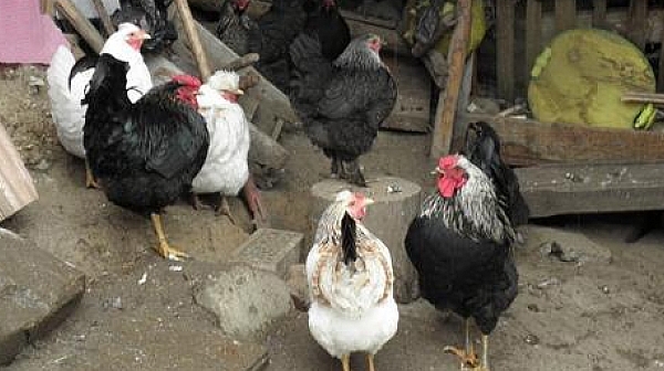 В Северна България е открито ново огнище на птичи грип
