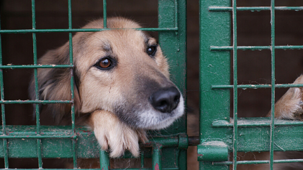 Десетки протестираха срещу насилието върху животни в София