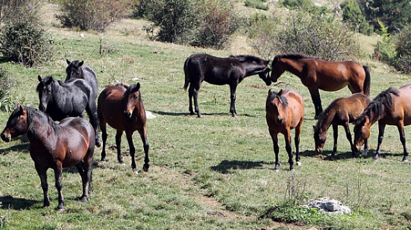 Разследват сигнал за мъртви коне край Панагюрище