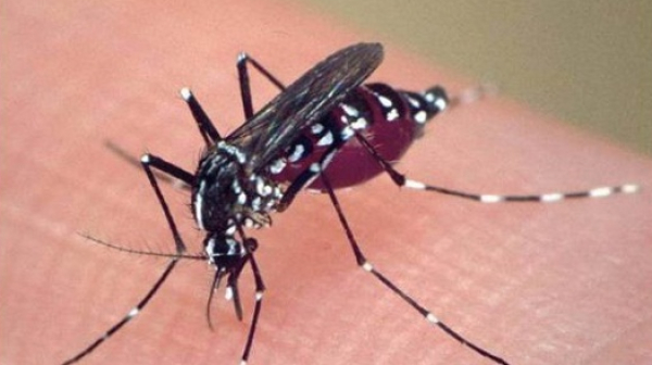 Стопани: Комарите ни докараха чумата по свинете