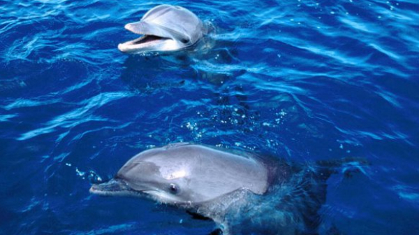 Протест пред Делфинариума след смъртта на бебе-делфинче, искат да спре атракциона