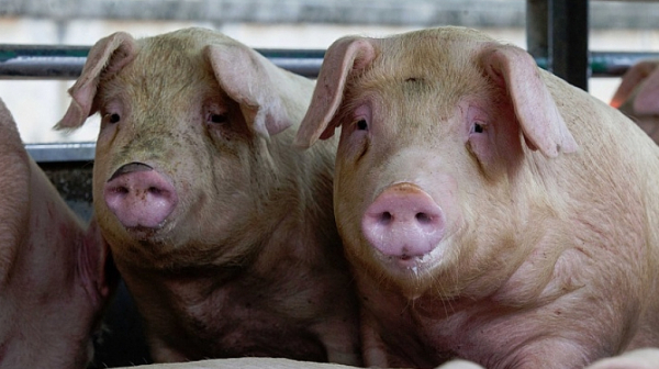 Свинекомплекс в русенско отказва да евтаназира животните, искат още проби