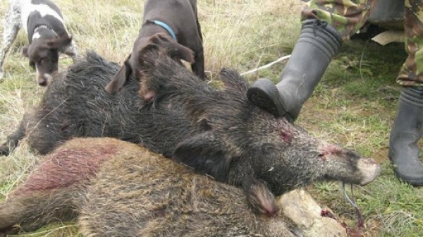 Ловци ще спират чумата по свинете