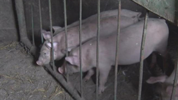 Евтаназират 17 000 прасета от свинекомплекса в Русенско