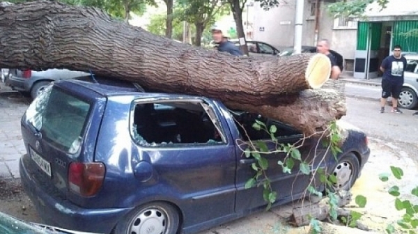 Дърво падна и премаза няколко автомобила в Пловдив