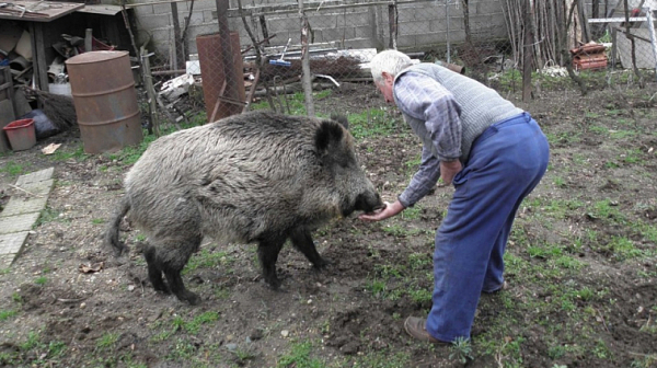 И жители на село Мрамор излизат на протест заради евтаназията на свинете