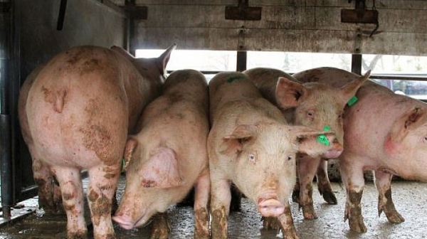Други 30 000 свине са засегнати от чумата във ферма в Голямо Враново