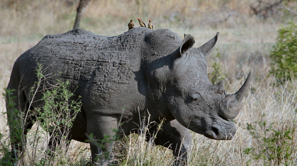 Носорог подгони джип в сафари парк в Мексико (видео)