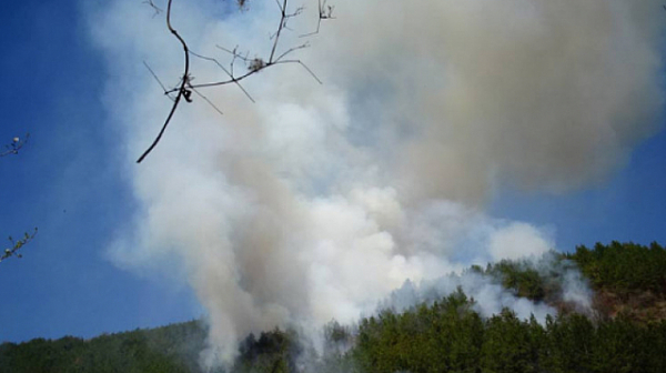 500 дка треви и гора горят в Странджа