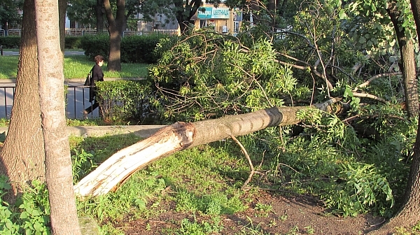 Ураганен вятър с повалени дървета и рязко застудяване в половин България