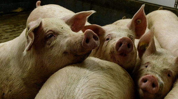 Свиневъди искат извънредно положение заради африканската чума