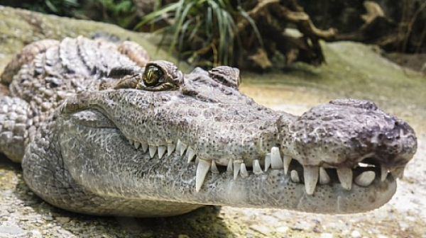 Крокодил на Фидел Кастро отхапа ръката на швед