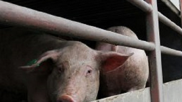 Напрежение в пловдивско село заради чумата по свинете