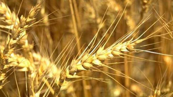 Отчитат ниски добиви и влошено качество на пшеницата