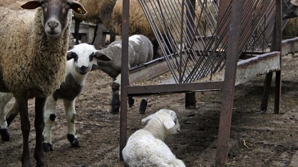 Умрелите овце в Болярово преяли, твърдят стопаните