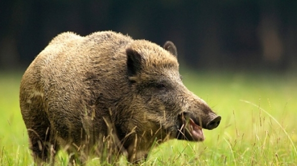 Откриха труп на диво прасе в Шабла, чака се пробата