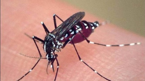 Български комари пренасят западнонилска треска