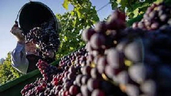 В cивия сектор потъват 150 000 тона грозде за ракия