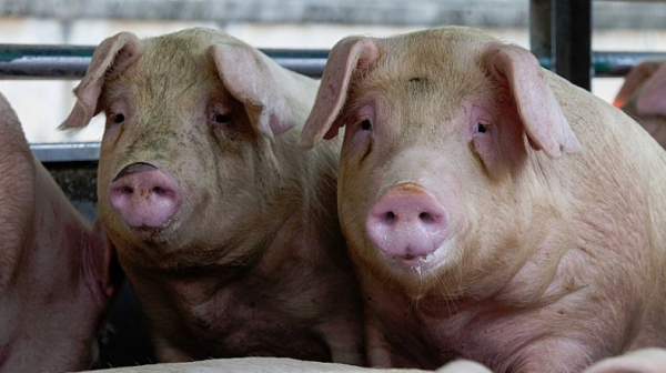Започва евтаназията на животните от свинекомплекса в Голямо Враново​