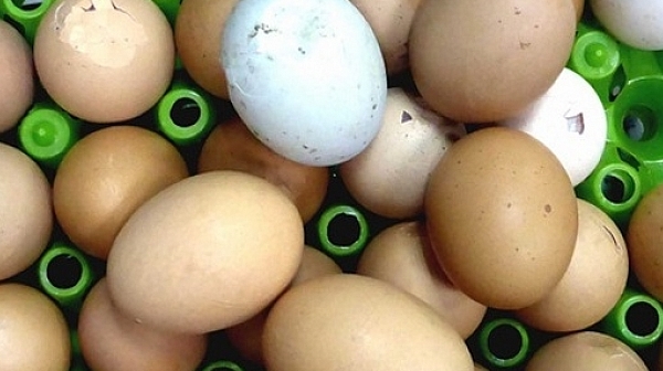 Не е ясно има ли заразени яйца в магазините в Добрич