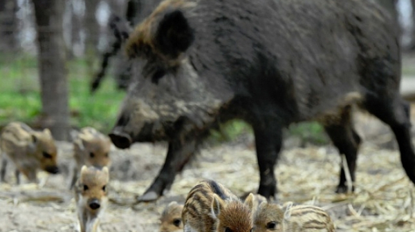 Втори случай на африканска чума при дива свиня у нас