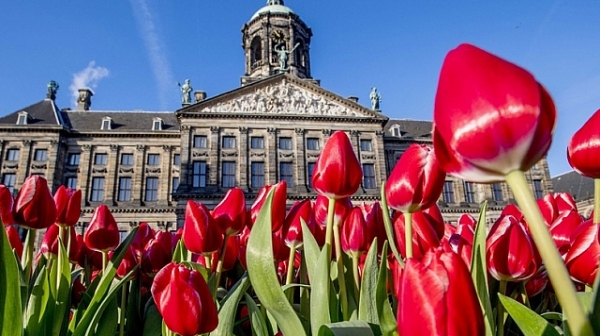 Холандия почете денят на лалето
