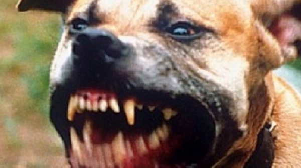 1000 лева ще е глобата за агресивно куче без намордник