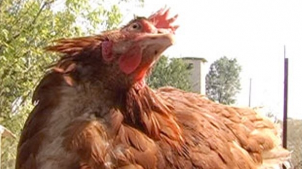Убиха 1500 кокошки и петли заради псевдочума