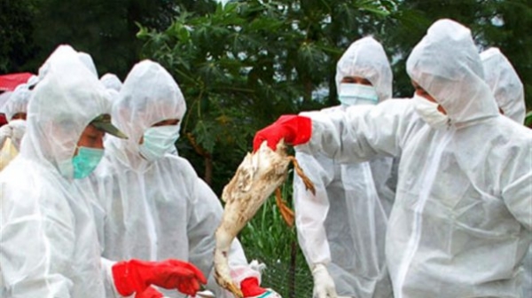 Над 57 000 кокошки са унищожени заради птичи грип в Стефаново