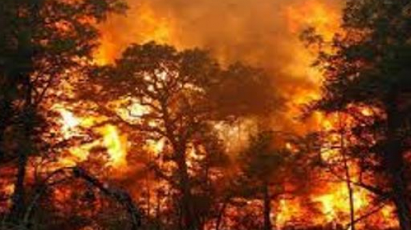 Над 1,5 млн. хектара са поразени от пожарите в Сибир