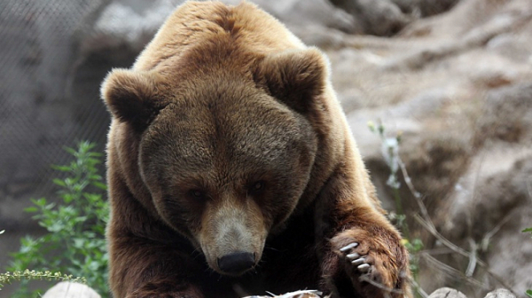 Отстреляха проблемна мечка в Смолянско