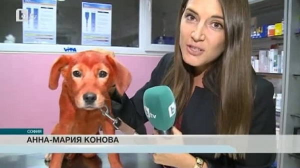 Българските новини: За кучетата, и не за хората