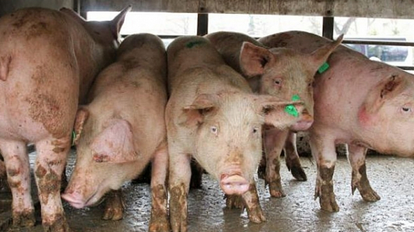 След 1 септември изплащат обезщетенията за чумата по свинете
