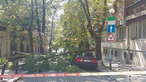 В София дървета и клони продължават да падат, този път пострада само автомобил