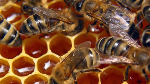 Пчелите в ”Нотр Дам” са оцелели след пожара