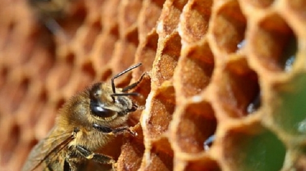30% по-ниска продукция от мед отчетоха на пчеларска среща