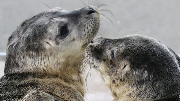 Учените са разтревожени от необяснимо масово измиране на тюлени в Аляска