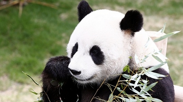 Австралия спасява пандите с 45 млн.долара